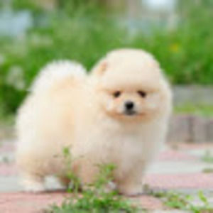 Meet your Posher, Leslie